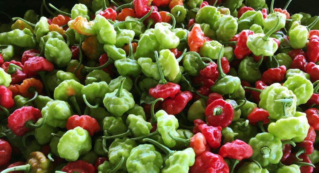 Hamlin's Farm Cayman - Peppers