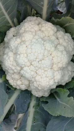 Cauliflower - Sparky's at Cayman Farmers' Market