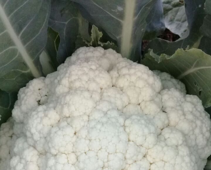 Cauliflower - Sparky's at Cayman Farmers' Market