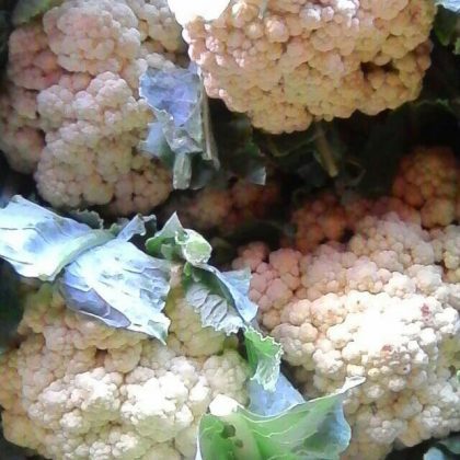 Cauliflower - Sparky's at Cayman Farmers' Market