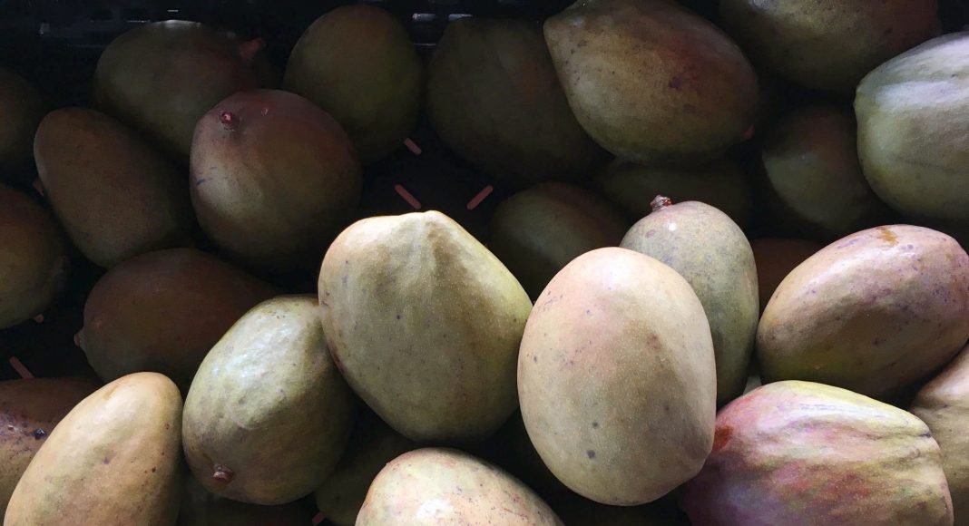 Mangoes from Whittaker's Farm