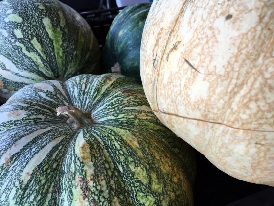 pumpkin - Sparky's at Cayman Farmers' Market