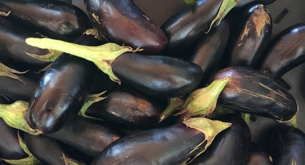 Eggplant - Sparky's at Cayman Farmers' Market