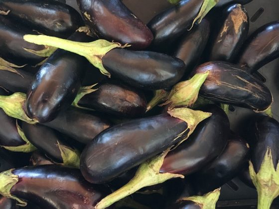 Eggplant - Sparky's at Cayman Farmers' Market