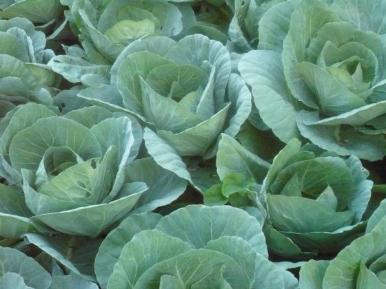 Sparkie's Farm - Cabbage