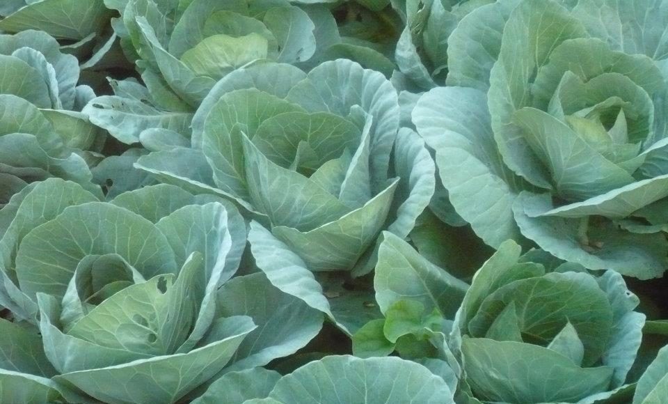 Sparkie's Farm - Cabbage